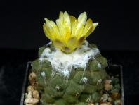 Thumbnail of 2421_Copiapoa hypogaea_20240925(1).JPG